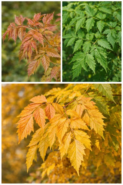 Мильне дерево зміна забарвлення листя